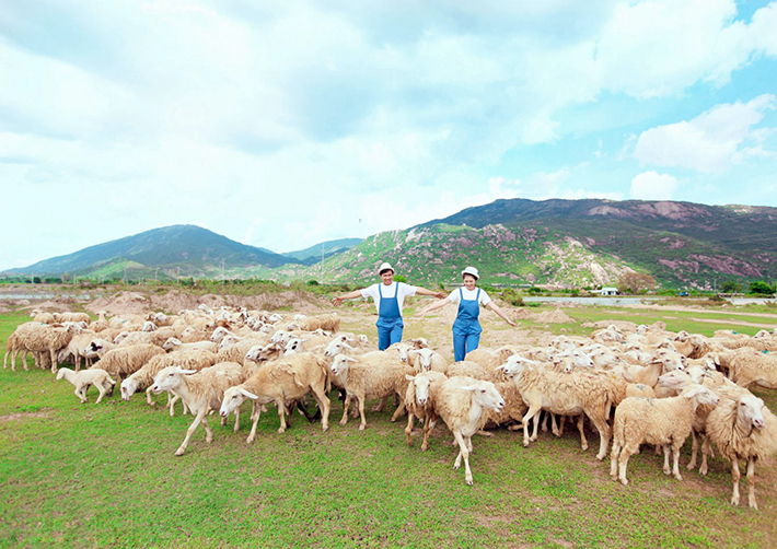 Trải nghiệm Đồi Cừu Suối Nghệ - Vũng Tàu