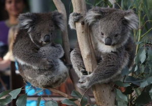 GÁU KOALA